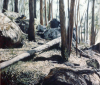 fallen-tree-murrindindi-1988-48x48-in-acrylic-pastel-900